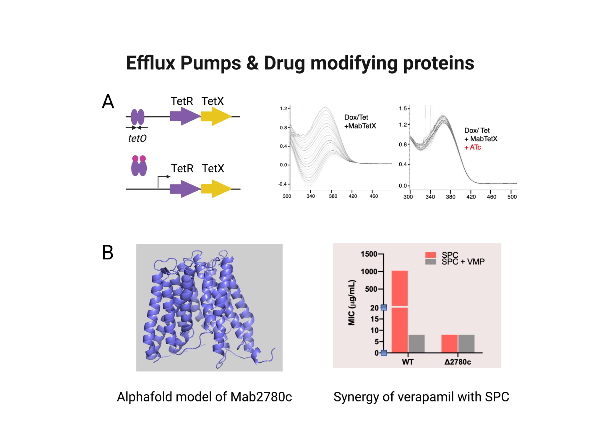 Efflux pumps and drug modifying proteins