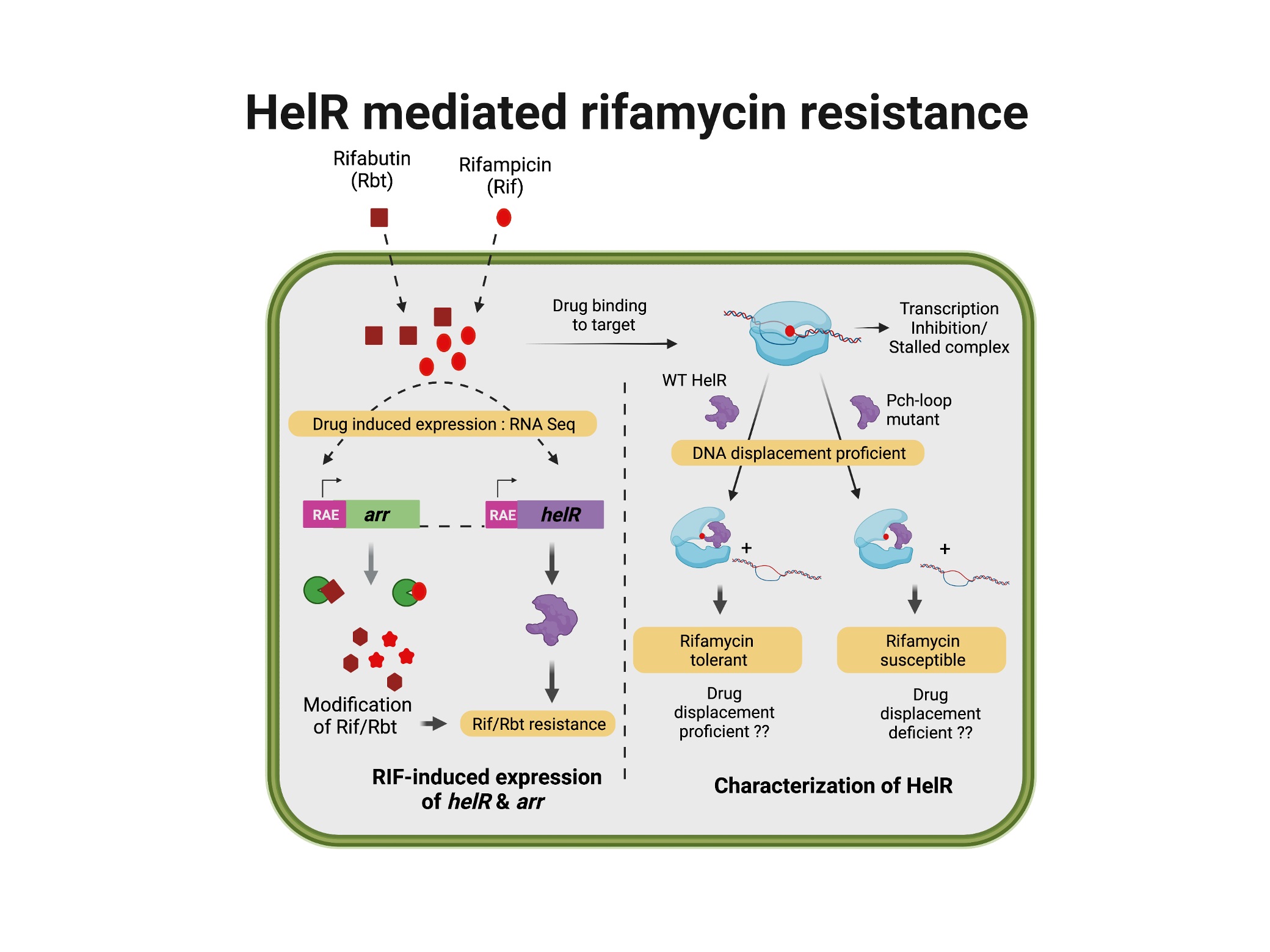 HelR mediated rifamycin resistance