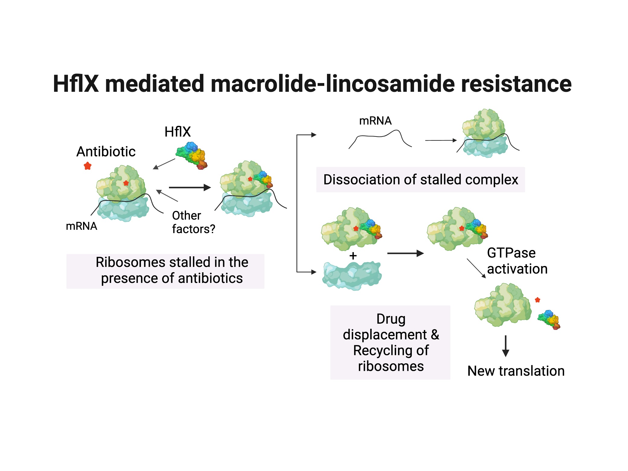 HflX mediated macrolide-lincosamide resistance