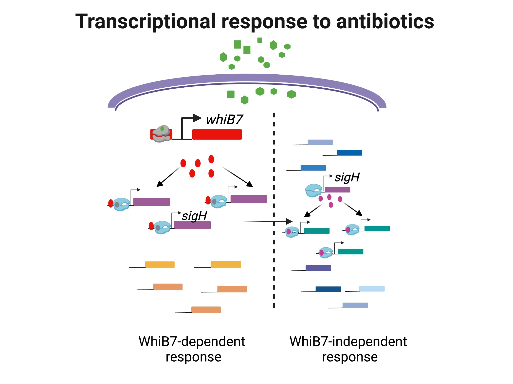Transcriptional response to antibiotics