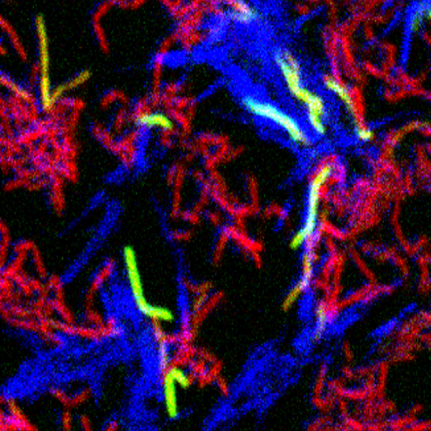 Donor (blue) and recipient (red) cells communicate (green) through contact
