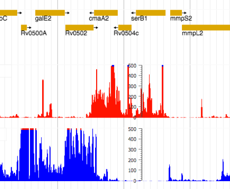 Screen shot of ribosome profiles in M. tuberculosis