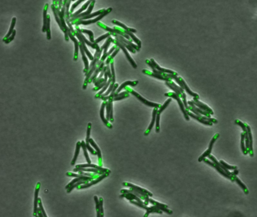 Dendra fluorescent fusion with a mycobacterial core protein 