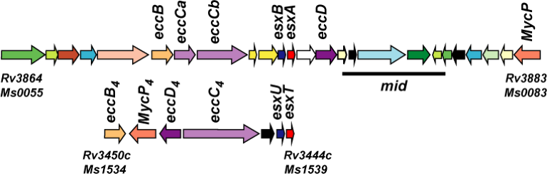 Genetic loci encoding ESX-1 and ESX-4 secretion systems in M. smegmatis