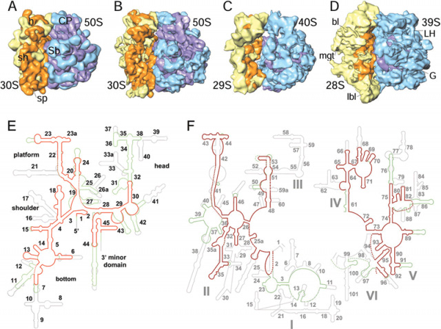  Comparison between the segmented cryo-EM maps of ribosomes