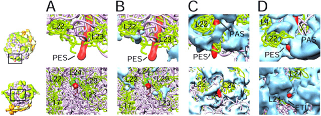 A side-by-side comparison of topographies of the nascent polypeptide-exit sites in 3D cryo-electron microscopic maps of the ribo