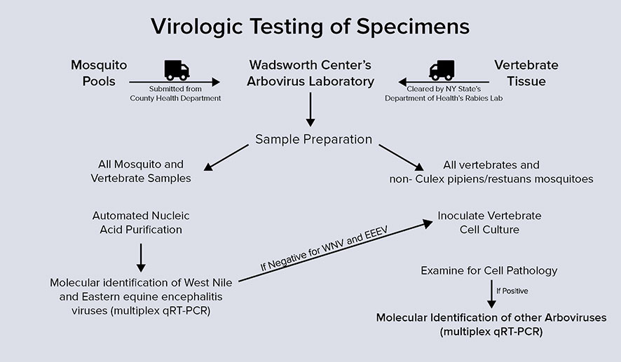 Surveillance: Virologic Testing of Specimens