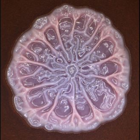 Biofilm Plate Paczkowski Laboratory