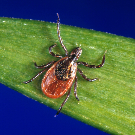 Ixodes scapularis CDC/Michael L. Levin, PhD; Photo Credit Jim Gathany https://wwwn.cdc.gov/phil/Details.aspx?pid=1669