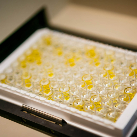 ELISA plate ELISA plate