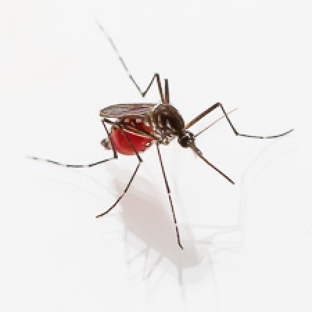 Mosquito after feeding. Mosquito after feeding.