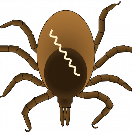 Illustration of a deer tick Illustration of a deer tick