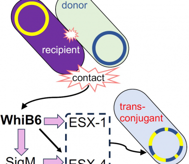 WhiB6 activated by donor cell contact 