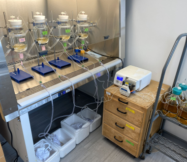 Glass bladder model setup used in this study, with five bladders running in tandem. Schematic representation created in BioRender (Guterman, B. https://BioRender.com/0d8si2e), adapted from Benjamin, C.H. et al., mBio 0, e02164–02124 (2024).