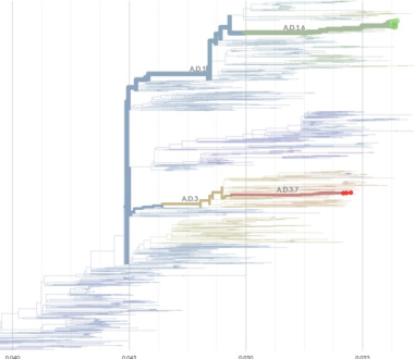 RSV phylogenetic tree