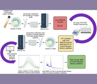 Flowchart of library addition of rare yeasts. A flowchart illustrating the entire process of creation of an in-house Bruker library of rare yeasts. The schematic was created with BioRender.com. SDA, Sabouraud dextrose agar.