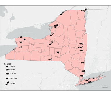 NY Influenza map