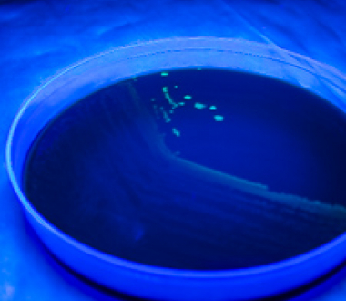 Bacteriology Laboratory Bacteriology Laboratory