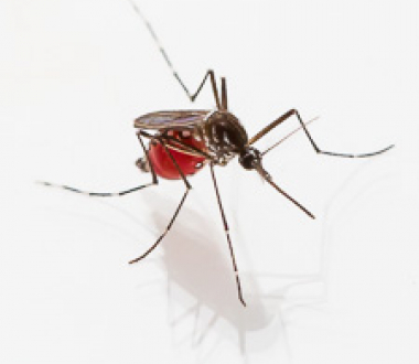 Mosquito after feeding. Mosquito after feeding.