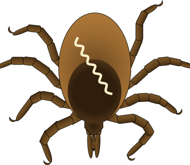 Illustration of a deer tick Illustration of a deer tick
