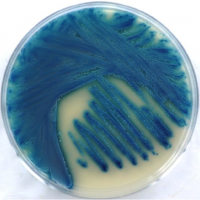 Candida blankii