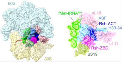 Structure of a starvation sensing mycobacterial ribosome complex (Li and Majumdar et al., 2023)