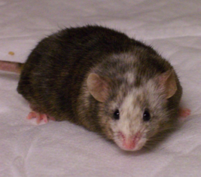 Chimeric knockout founder mouse