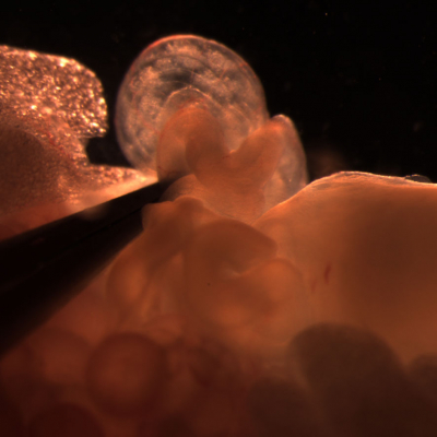 mouse oviduct harboring recently fertilized eggs