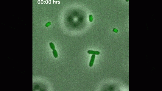 Phages (red) infecting Salmonella cells Phages (red) infecting Salmonella cells