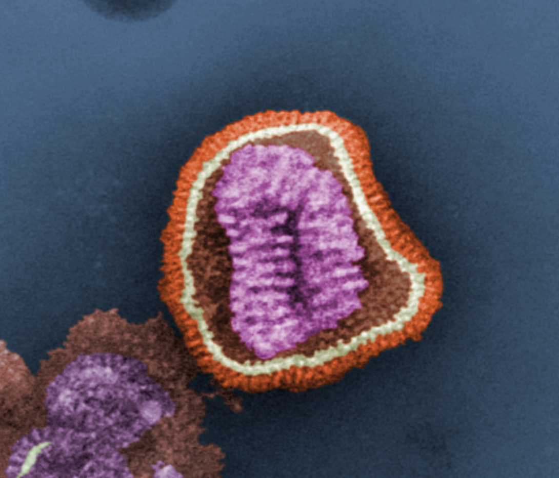 Influenza virus. Photo credit Frederick Murphy. Content provider CDC/Erskine Palmer, PhD; ML Martin