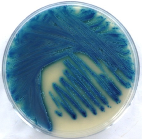 Candida blankii