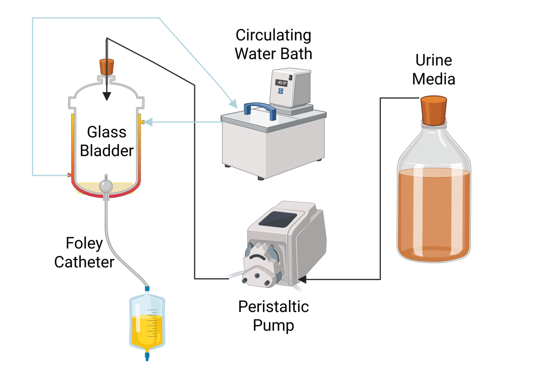 Glass bladder model setup used in this study, with five bladders running in tandem. Schematic representation created in BioRender (Guterman, B. https://BioRender.com/0d8si2e), adapted from Benjamin, C.H. et al., mBio 0, e02164–02124 (2024).