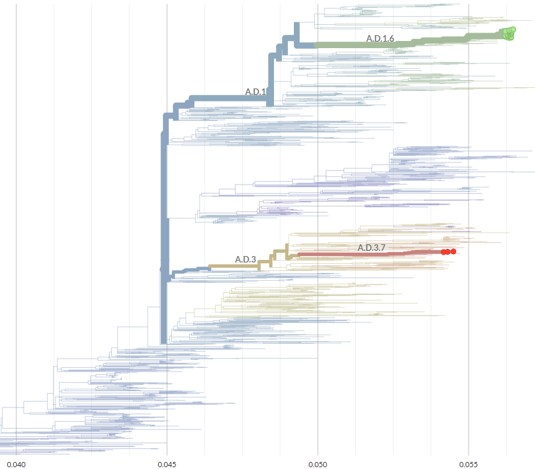 RSV phylogenetic tree