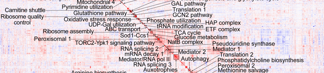 Mutant cofitness matrix clustering 1909 C. neoformans genes into functional modules. Boucher et al. (2025) Cell 188:4003-4024.