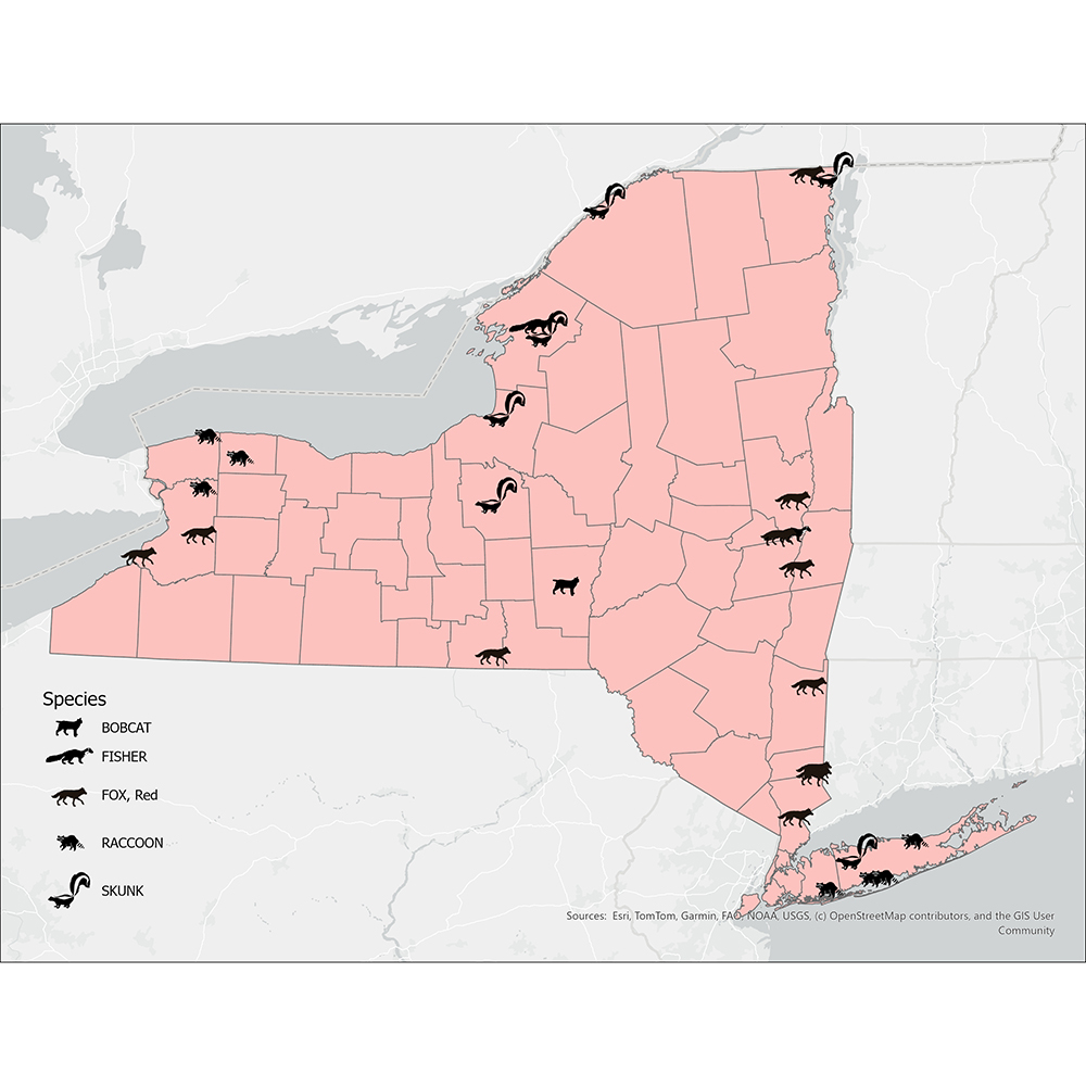 NY Influenza map