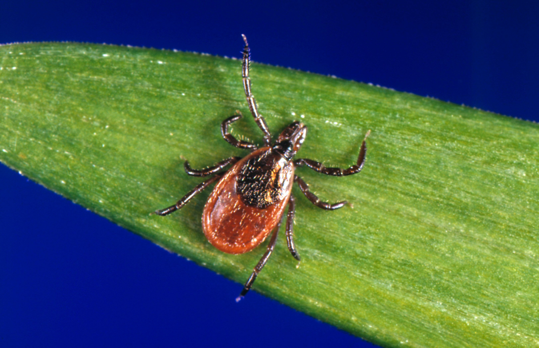 Ixodes scapularis CDC/Michael L. Levin, PhD; Photo Credit Jim Gathany https://wwwn.cdc.gov/phil/Details.aspx?pid=1669