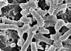 Scanning electron micrographs of Salmonella treated with a neutralizing antibodies Sal4. Bacteria treated with Sal4. Scanning electron micrographs of Salmonella treated with a neutralizing antibodies Sal4. Bacteria treated with Sal4.