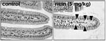 Oral ingestion of ricin toxin causes damage to the intestinal epithelium. The Mantis laboratory has developed a mouse model to study ricin poisoning of the gastrointestinal tract. The lab has also identified antibodies that protect epithelial cells from the deleterious effects of the toxin. Oral ingestion of ricin toxin causes damage to the intestinal epithelium.